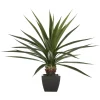 AGAVE GEANTE H.130CM