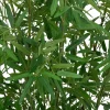 BAMBOU POT NATUREL LY H.150CM