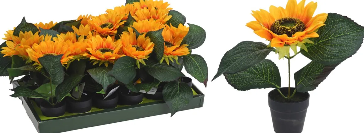 BOITE TOURNESOL