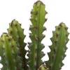 CACTUS POT TERRACOTTA ALICANTE H.25CM