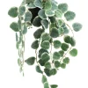 CEROPEGIA RETOMBANT POT PLASTIQUE H.63CM