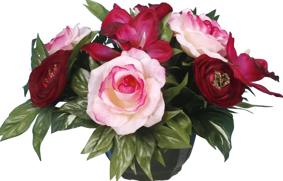 COUPE RENONCULE ROSE GOUTTES EAU