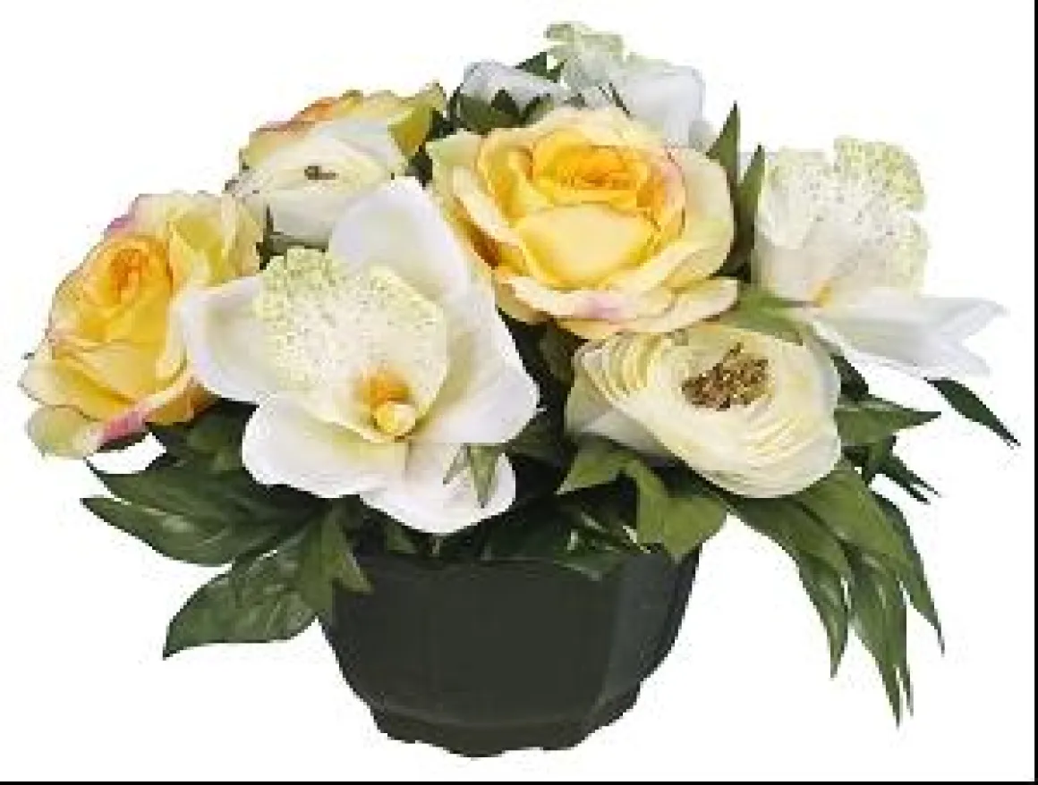 COUPE RENONCULE ROSE GOUTTES EAU