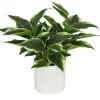 DIEFFENBACHIA POT PLASTIQUE BLANC POT H.40CM