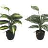 DIFFENBACHIA ET CALATHEA EN POT H33CM