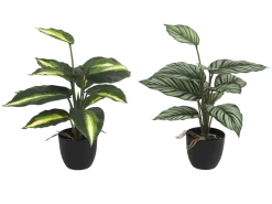 DIFFENBACHIA ET CALATHEA EN POT H33CM