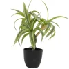 DRACENA EN POT PLASTIQUE NOIR POT D7.5CM H35CM
