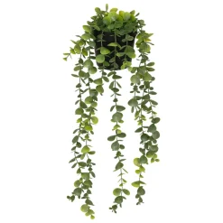 EUCALYPTUS EN POT MERLY H.51CM
