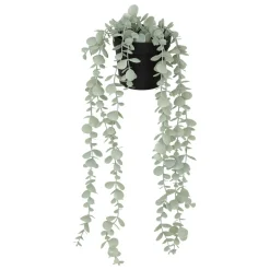 EUCALYPTUS EN POT MERLY H.51CM