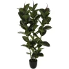 FICUS ROBUSTA H.120CM