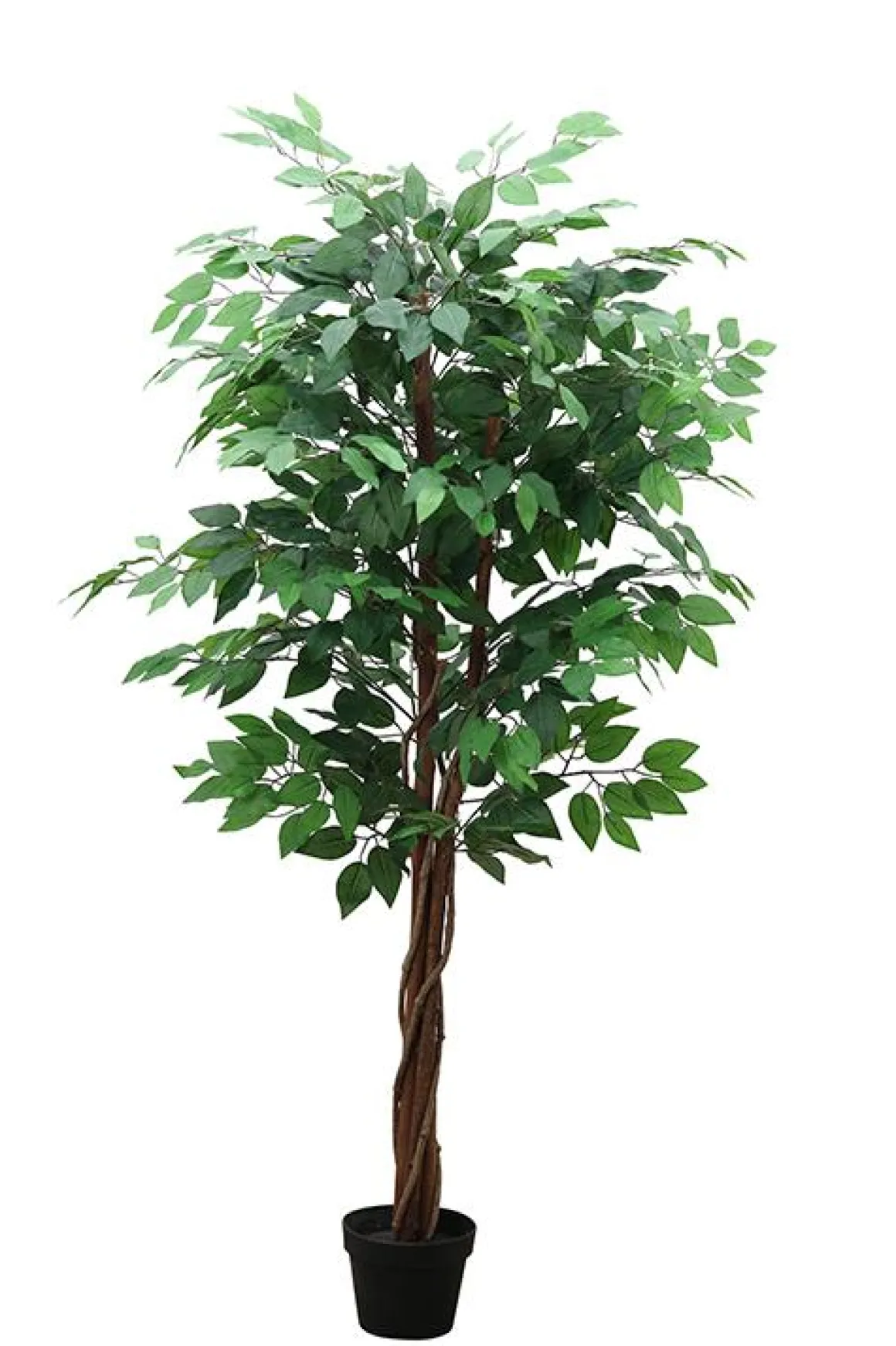 FICUS 3 TRONCS 756 FEUILLES POT H.150CM