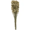 GRAMINEE H.57CM