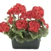 JARDINIERE GERANIUMS H.35CM ROUGE ET ROSE