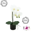 ORCHIDEES NATUREL POT CERAMIQUE NOIR H.36CM