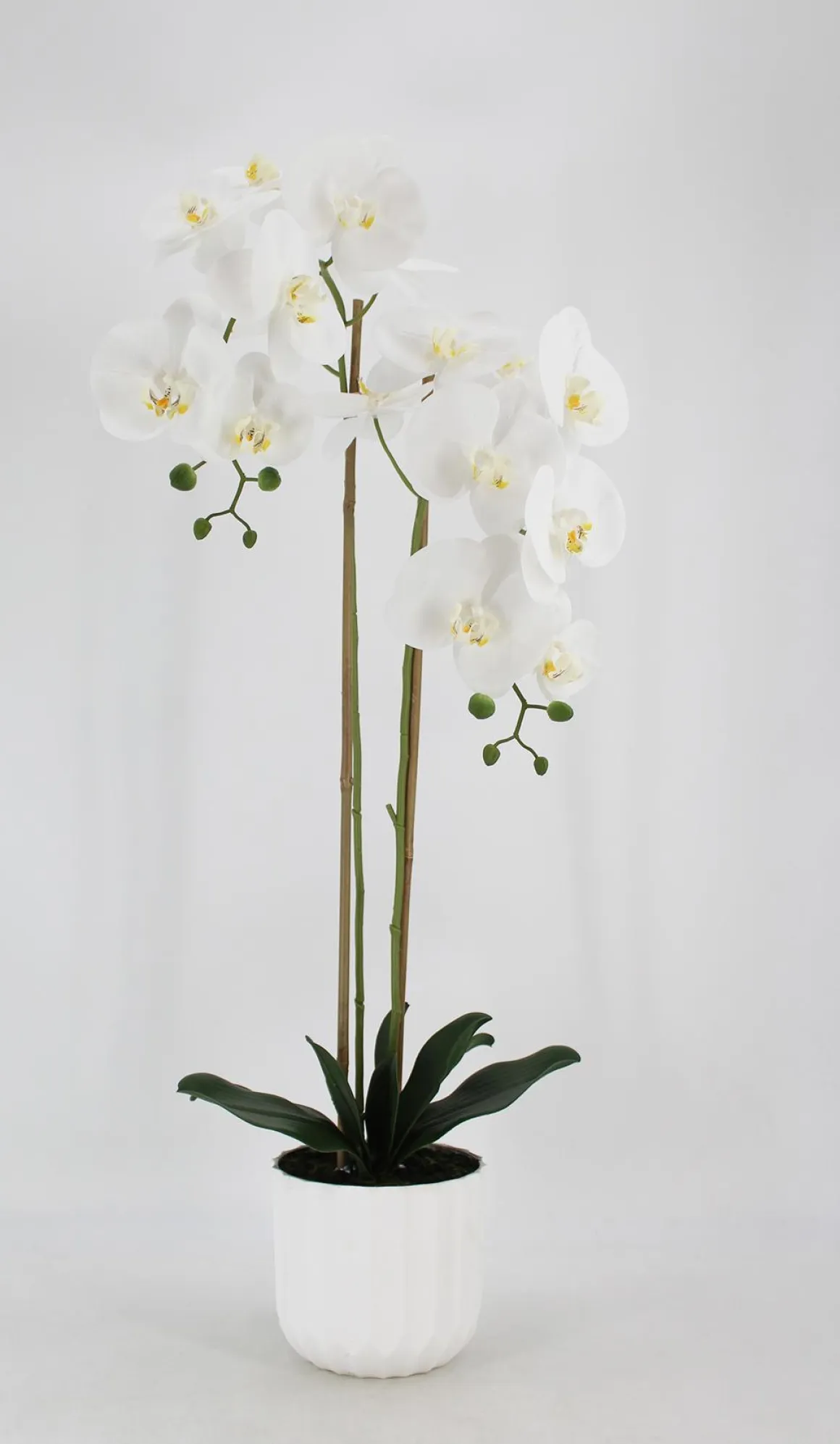 ORCHIDEE TOUCHER NATUREL 16 FLEURS POT PLASTIQUE H.100CM
