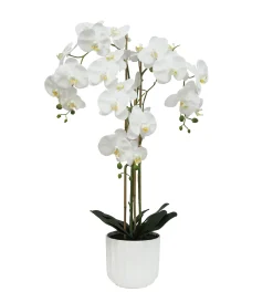 ORCHIDEE TOUCHER NATUREL 26 FLEURS POT PLASTIQUE H.100CM