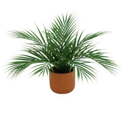 PALMIER ARECA 12 PALMES POT TERRACOTTA H.40CM