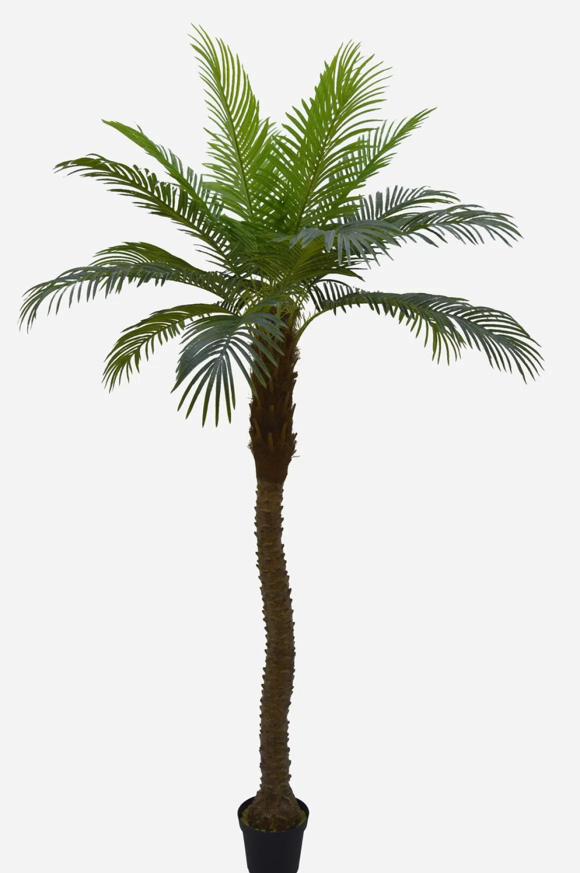PALMIER 18 PALMES TOUCHER NATUREL POT PLASTIQUE NOIR H.240CM