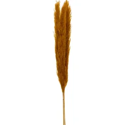 PAMPA NATUREL OCRE X3 PIECES H.110CM