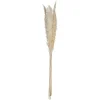 PAMPA NATUREL X6 PIECES H.65CM