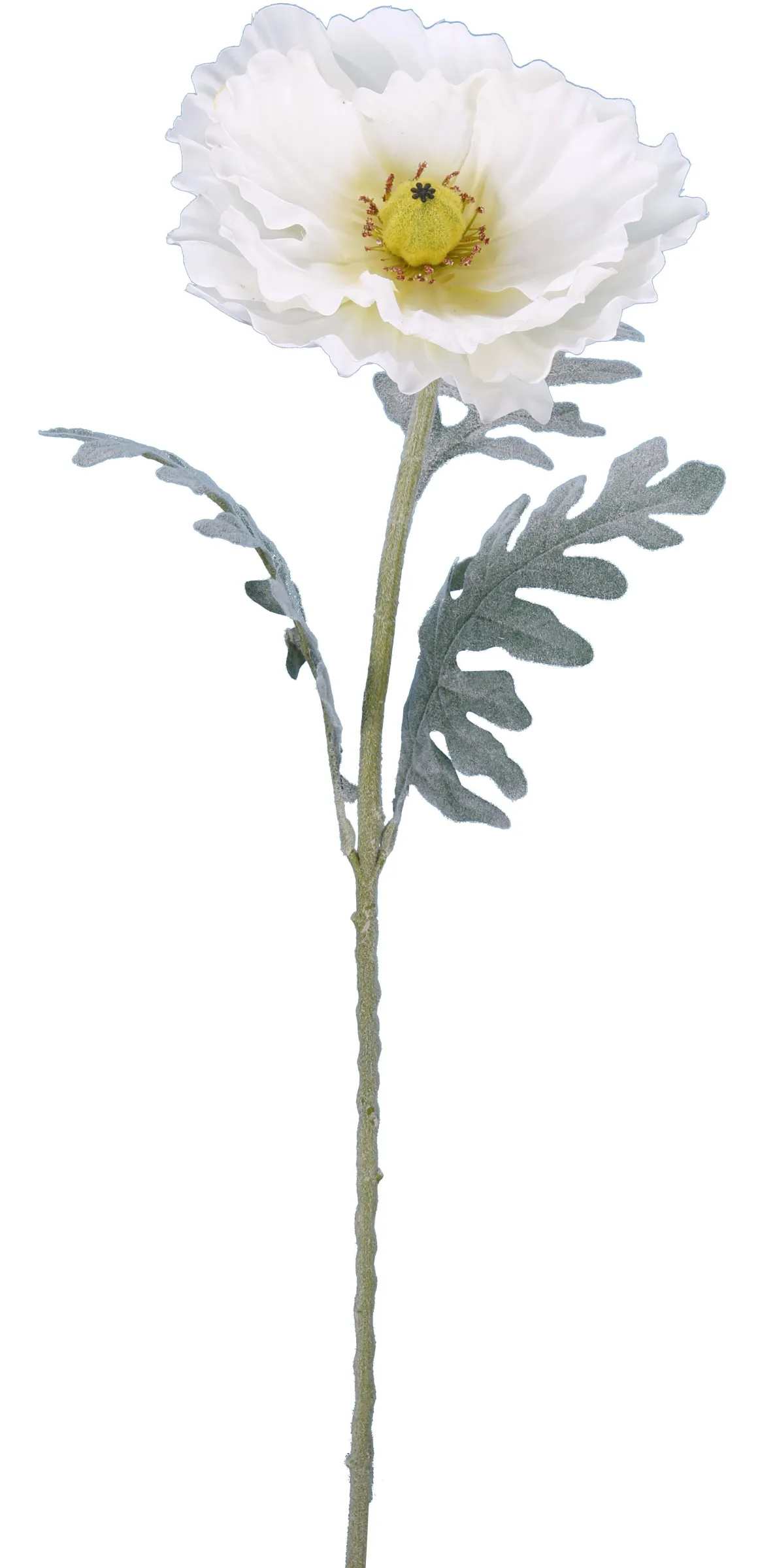 PAVOT CREME H.115CM
