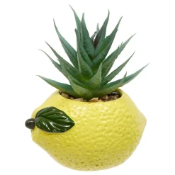 PLANTE FRUITY H.11CM