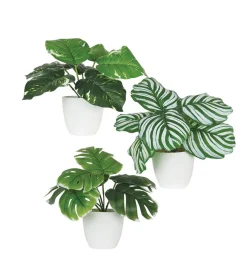 PLANTE VERTE POT PLASTIQUE BLANC D.10X9CM 3 MODELES