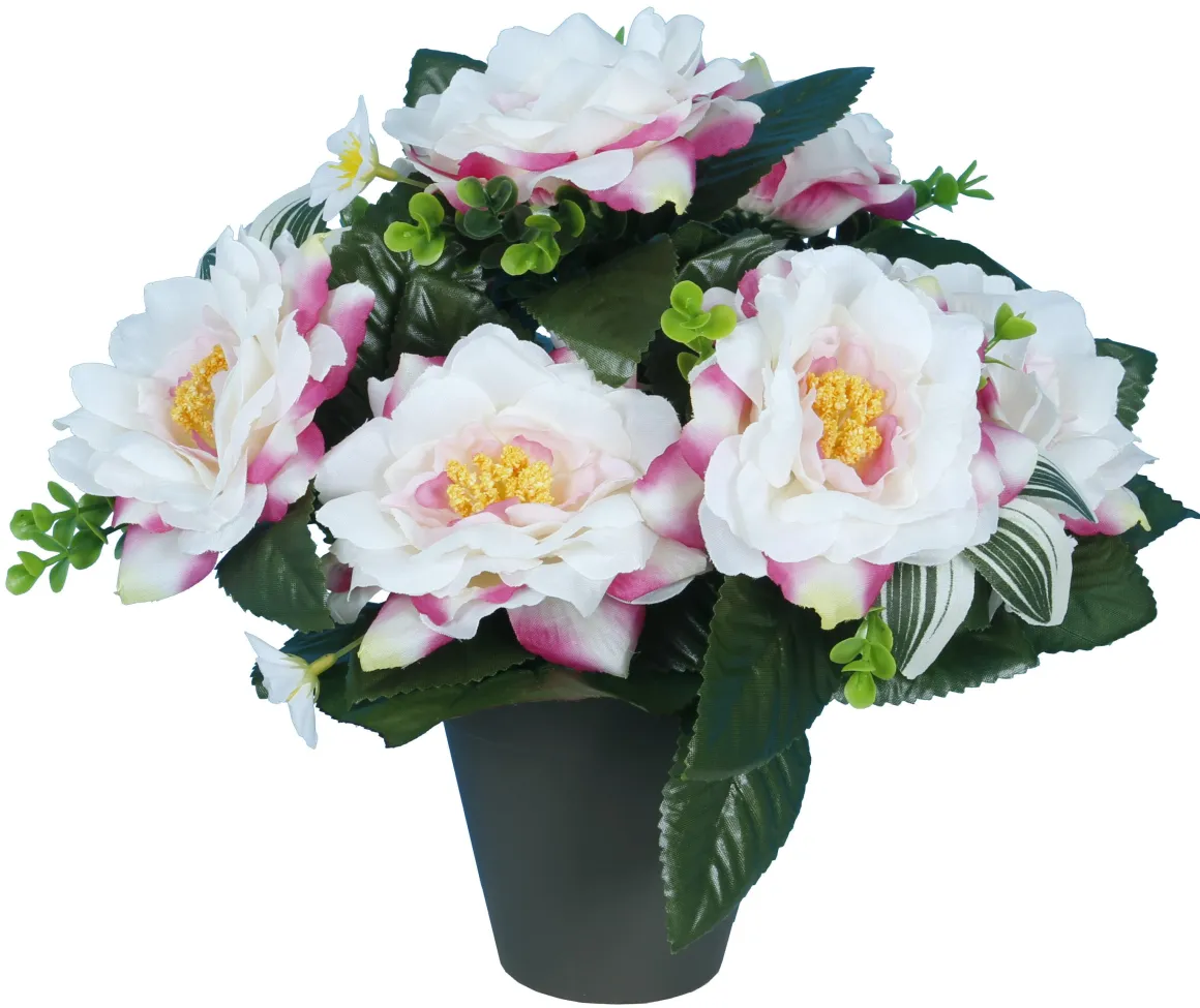 POT CAMELIAS