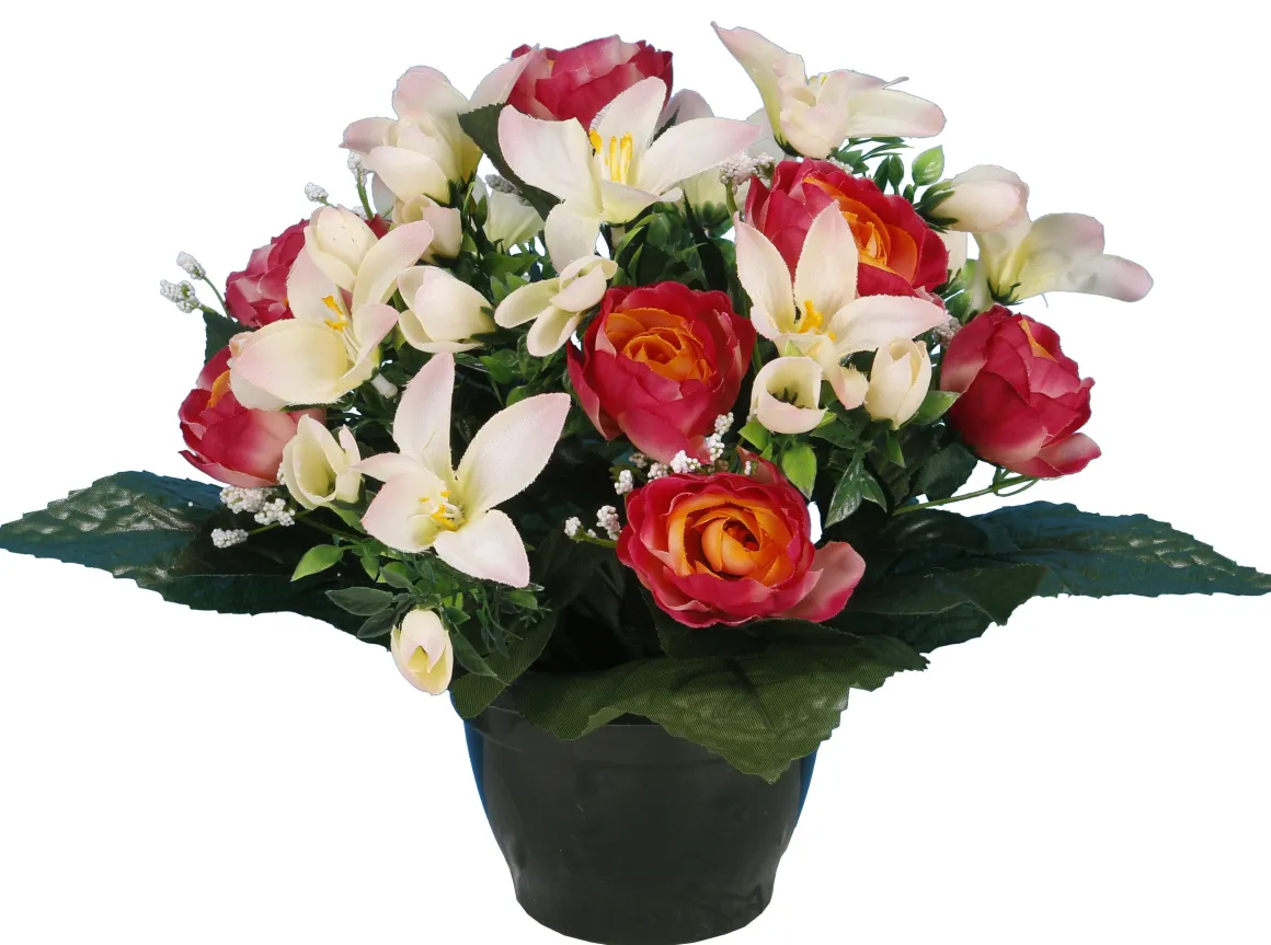 POT RENONCULES FLEURETTES