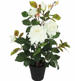 ROSIER 3 FLEURS 2 BOUTONS POT PLASTIQUE NOIR 13X11CM H.50CM