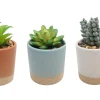 SUCCULENTES POT CERAMIQUE ROND H.10CM