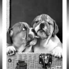 TABLEAU BAGUETTE NOIRE CHIOTS 25X30CM