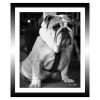 TABLEAU 25X30CM BAGUETTE NOIRE BULLDOG