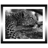 TABLEAU 30X25CM BAGUETTE NOIRE GUEPARD