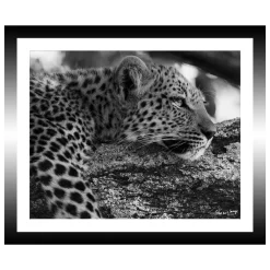 TABLEAU 30X25CM BAGUETTE NOIRE GUEPARD