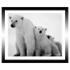 TABLEAU 30X25CM BAGUETTE NOIRE OURS POLAIRES