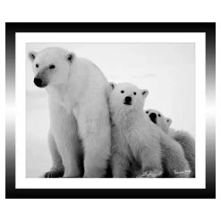 TABLEAU 30X25CM BAGUETTE NOIRE OURS POLAIRES