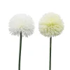 TIGE ALLIUM H.62CM BLANC OU CREME