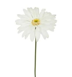 TIGE GERBERA H.60CM BLANC