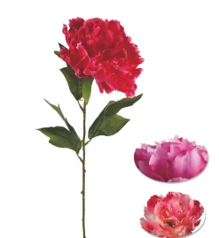 TIGE PIVOINE ROUGE ROSE