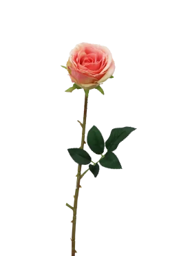 TIGE ROSE H.70CM ROSE