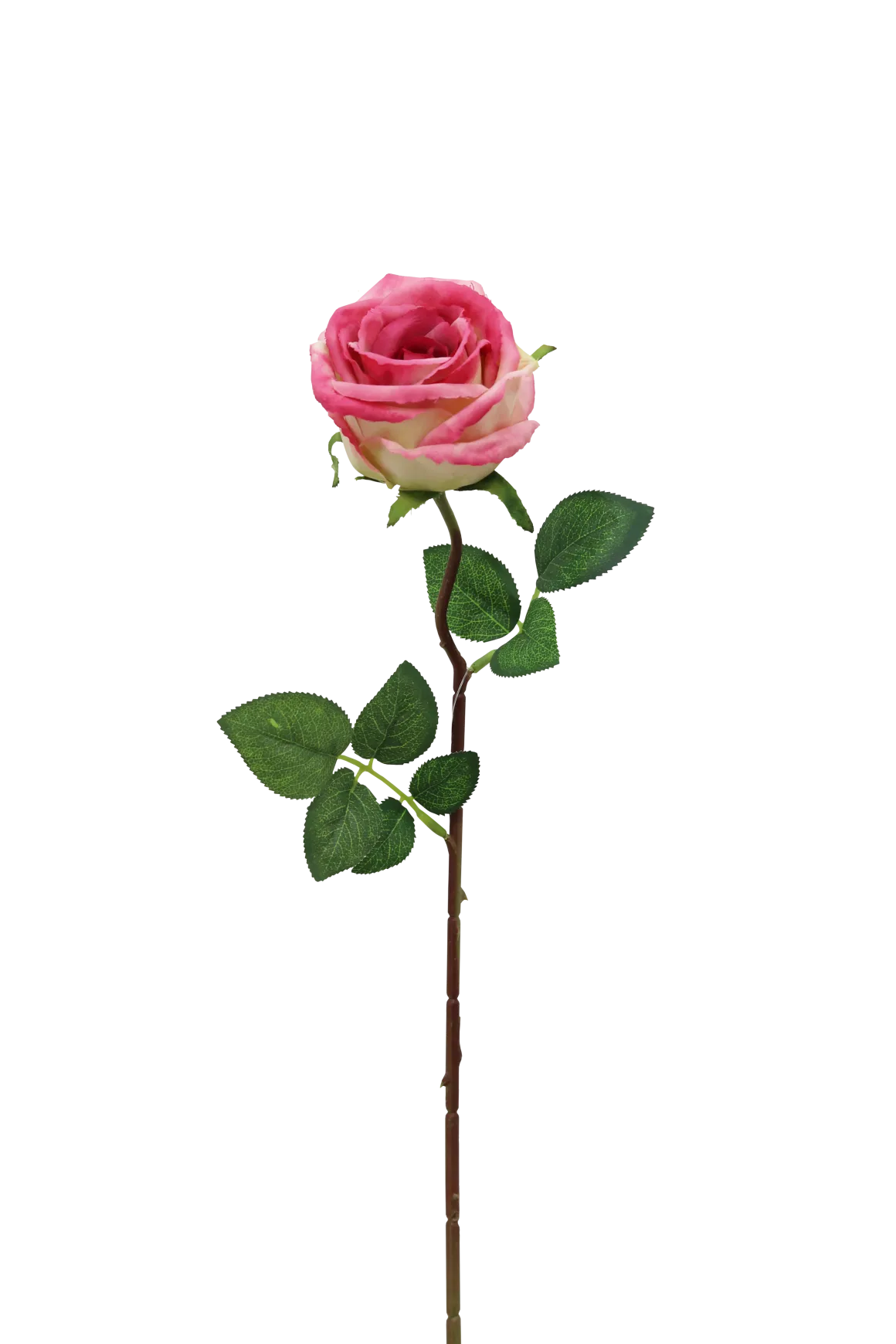 TIGE ROSE H.70CM ROSE