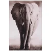 TOILE IMPRIMEE ANIMAUX D.75X115CM